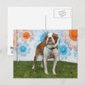 Jasmine - Boston Terrier Briefkaart (Voorkant / Achterkant)