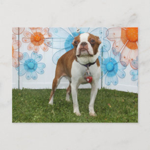 Jasmine - Boston Terrier Briefkaart