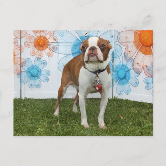 Jasmine - Boston Terrier Briefkaart (Voorkant)