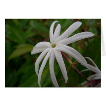 Jasmine Flower-kaart