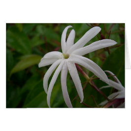 Jasmine Flower-kaart