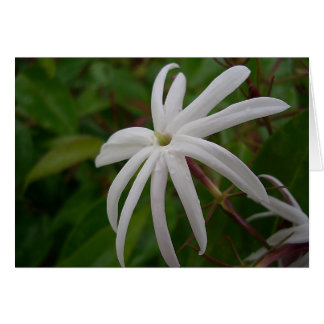 Jasmine Flower-kaart