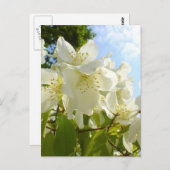 Jasmine Flowers Briefkaart (Voorkant / Achterkant)