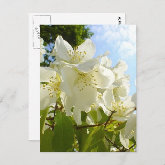 Jasmine Flowers Briefkaart (Voorkant / Achterkant)