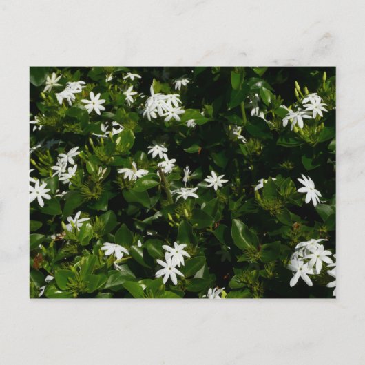 Jasmine Flowers Tropical Floral Botanical Briefkaart (Voorkant)