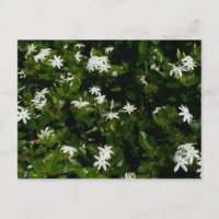 Jasmine Flowers Tropical Floral Botanical