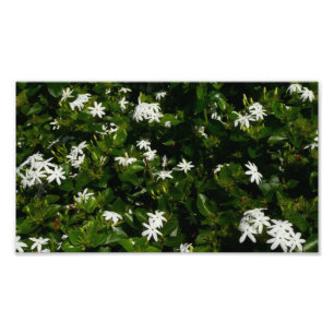 Jasmine Flowers Tropical Floral Botanical Foto Afdruk