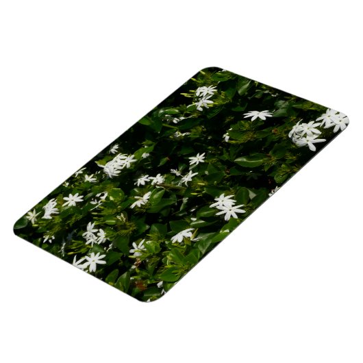 Jasmine Flowers Tropical Floral Botanical Magneet (Linkerzijde)