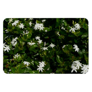 Jasmine Flowers Tropical Floral Botanical Magneet