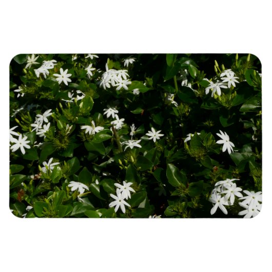 Jasmine Flowers Tropical Floral Botanical Magneet (Horizontaal)