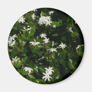 Jasmine Flowers Tropical Floral Botanical Magneet
