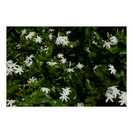 Jasmine Flowers Tropical Floral Botanical Poster (Voorkant)