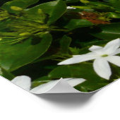 Jasmine Flowers Tropical Floral Botanical Poster (Hoek)