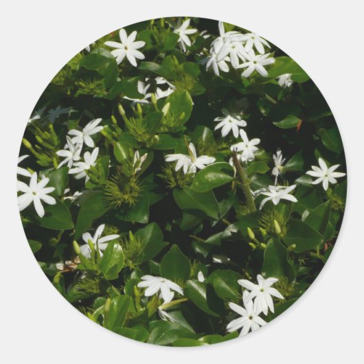 Jasmine Flowers Tropical Floral Botanical Ronde Sticker (Voorkant)