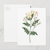 jasmine (Jasminum grandiflorum) van Redouté Briefkaart (Voorkant / Achterkant)