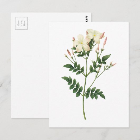 jasmine (Jasminum grandiflorum) van Redouté Briefkaart (Voorkant / Achterkant)