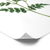 jasmine (Jasminum grandiflorum) van Redouté Poster (Hoek)