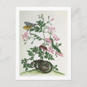 Jasmine: met slang, mot, caterpiller en chrysal briefkaart