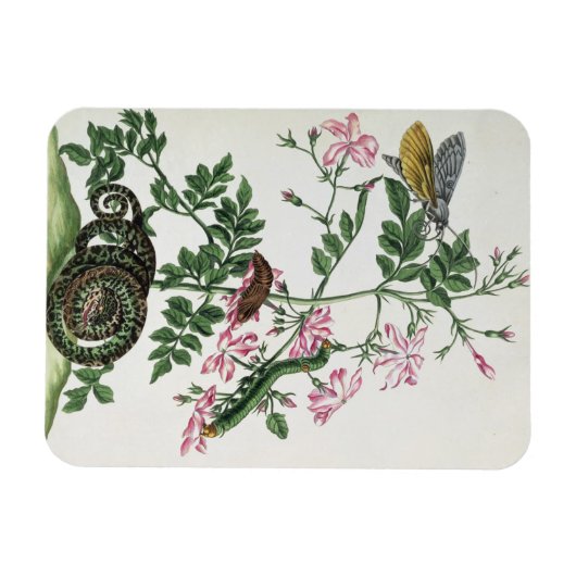 Jasmine: met slang, mot, caterpiller en chrysal magneet (Horizontaal)