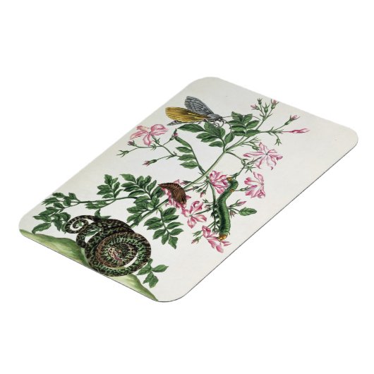 Jasmine: met slang, mot, caterpiller en chrysal magneet (Linkerzijde)