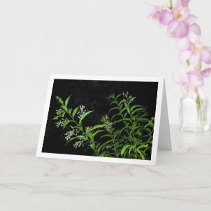 Jasmine Plant op Nachtportret Kaart