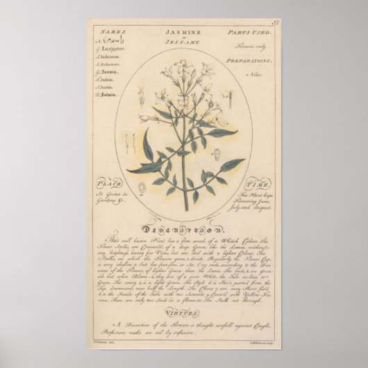 Jasmine Plant Print (Voorkant)