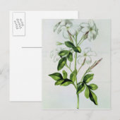 Jasmine, uit La Guirlande de Julie Briefkaart (Voorkant / Achterkant)