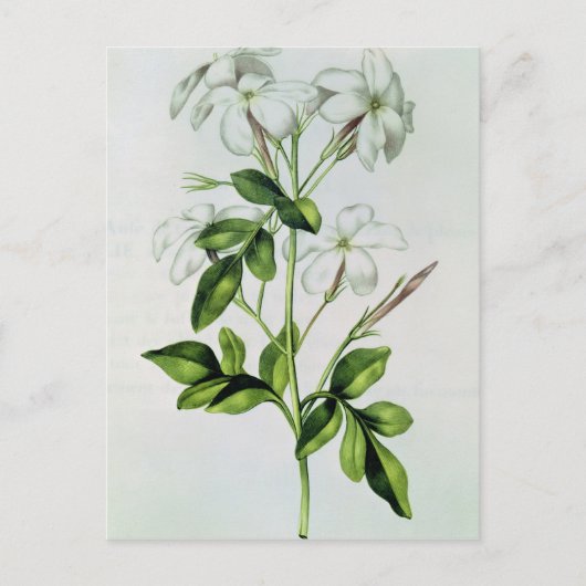 Jasmine, uit La Guirlande de Julie Briefkaart (Voorkant)