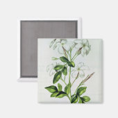 Jasmine, uit La Guirlande de Julie Magneet (Voorkant / Achterkant)