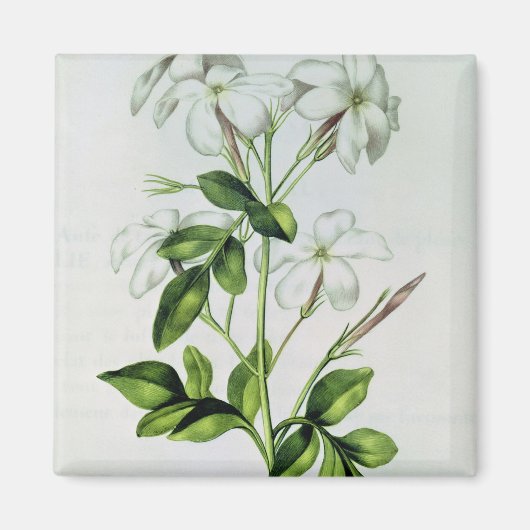 Jasmine, uit La Guirlande de Julie Magneet (Voorkant)