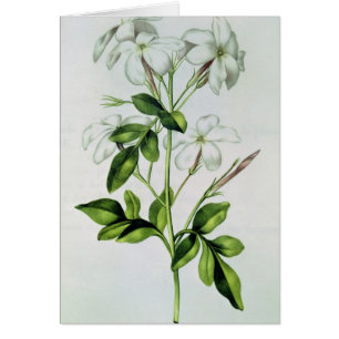 Jasmine, van 'La Guirlande de Julie'