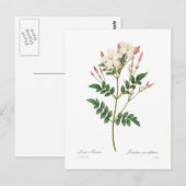 Jasminum grandiflorum briefkaart (Voorkant / Achterkant)