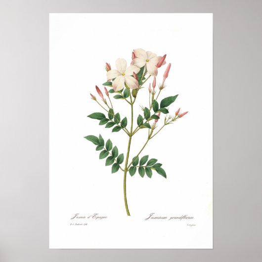 Jasminum grandiflorum poster (Voorkant)