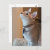 Jasper Blank Kitten Photo Briefkaart (Voorkant / Achterkant)
