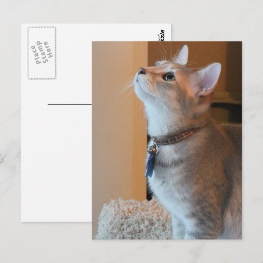 Jasper Blank Kitten Photo Briefkaart (Voorkant / Achterkant)