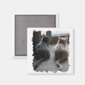 Jasper & Kaylee Vierkante Kitten Magnet (Voorkant / Achterkant)