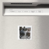 Jasper & Kaylee Vierkante Kitten Magnet (Insitu (Vaatwasser))