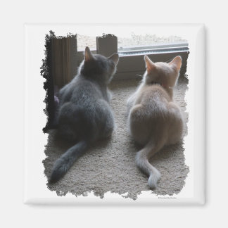 Jasper & Kaylee Vierkante Kitten Magnet