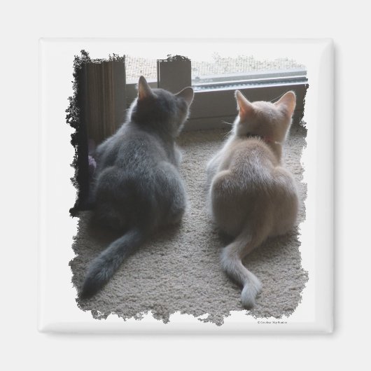 Jasper & Kaylee Vierkante Kitten Magnet (Voorkant)