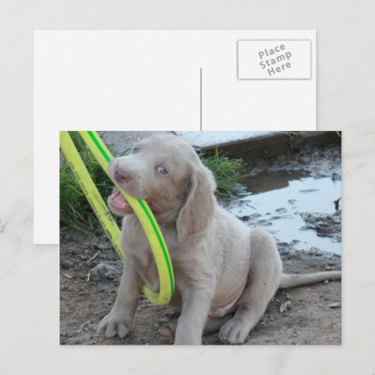 Jasper krijgt het briefkaart (Voorkant / Achterkant)