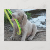 Jasper krijgt het briefkaart (Voorkant)