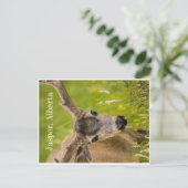 Jasper Post Card Briefkaart (Staand voorkant)