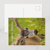 Jasper Post Card Briefkaart (Voorkant / Achterkant)