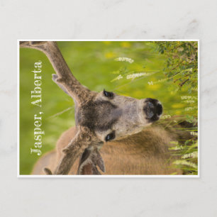 Jasper Post Card Briefkaart