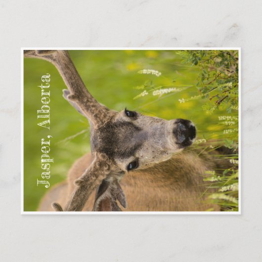 Jasper Post Card Briefkaart (Voorkant)