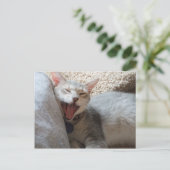 Jasper Yawning Kitten Photo Briefkaart (Staand voorkant)