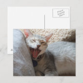 Jasper Yawning Kitten Photo Briefkaart (Voorkant / Achterkant)