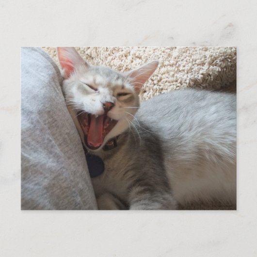 Jasper Yawning Kitten Photo Briefkaart (Voorkant)