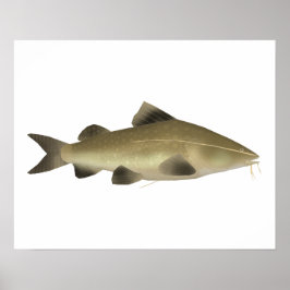 Jaú Meerval Poster