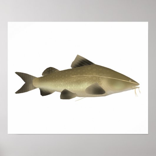 Jaú Meerval Poster (Voorkant)